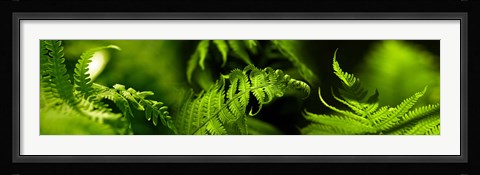 Framed Fern Print