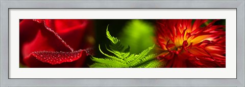 Framed Leaves and red flowers Print