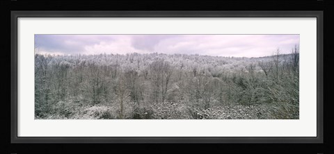 Framed Snow covered forest, Kentucky, USA Print