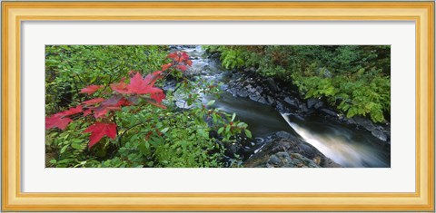 Framed River flowing through a forest, Black River, Upper Peninsula, Michigan (horizontal) Print