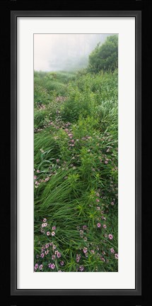 Framed Crown Vetch flowers, Herrington Manor State Park, Maryland, USA Print