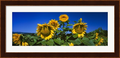 Framed Sunflowers in a field, Hood River, Oregon Print