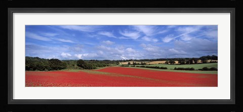 Framed Poppy field in bloom, Worcestershire, West Midlands, England Print