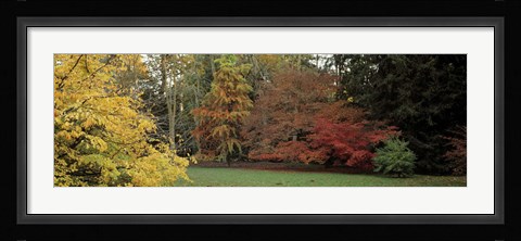 Framed Autumn tree, Gloucestershire, England Print