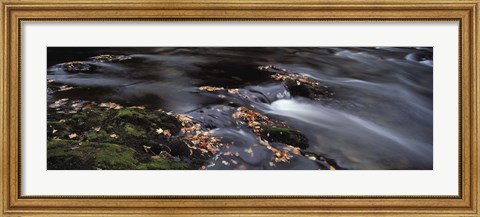 Framed Close-up of Dart River and fallen leaves, Dartmoor, Devon, England Print