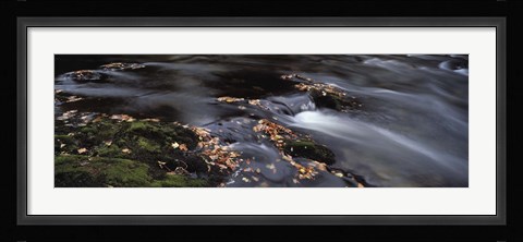 Framed Close-up of Dart River and fallen leaves, Dartmoor, Devon, England Print