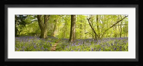 Framed Trees in a forest, Thursford Wood, Norfolk, England Print