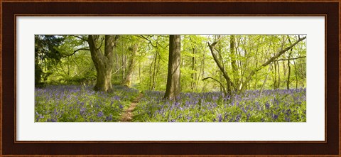 Framed Trees in a forest, Thursford Wood, Norfolk, England Print