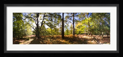 Framed Trees in autumn at sunset, New Forest, Hampshire, England Print