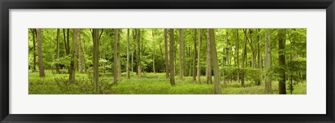 Framed Spring in Thetford Forest, Norfolk, England Print
