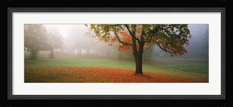 Framed Trees in a park, Djurgarden, Stockholm, Sweden Print