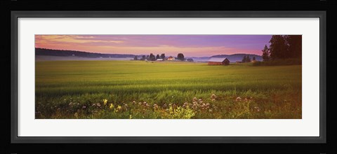 Framed Wildflowers in a field, Finland Print