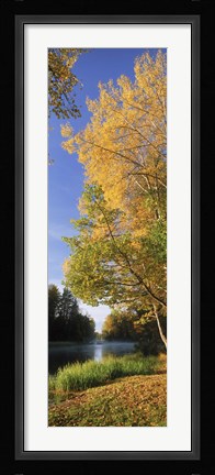 Framed River flowing through a forest, Dal River, Sweden Print