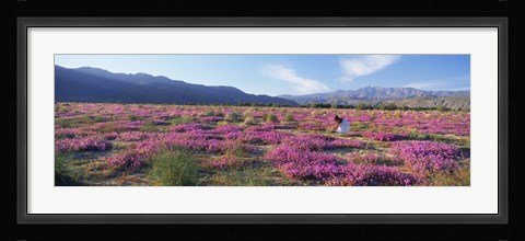 Framed Woman in a Desert Sand Verbena field, Anza Borrego Desert State Park, California, USA Print