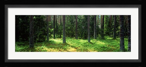 Framed Pine forest, Uppland, Sweden Print