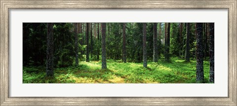 Framed Pine forest, Uppland, Sweden Print