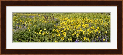 Framed Wildflowers in a field, Crested Butte, Gunnison County, Colorado, USA Print