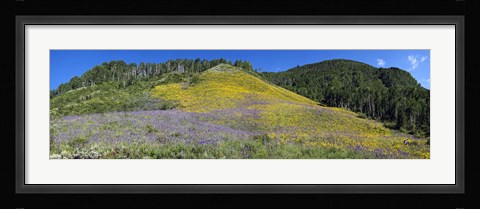 Framed Sunflowers and larkspur wildflowers on hillside, Colorado, USA Print
