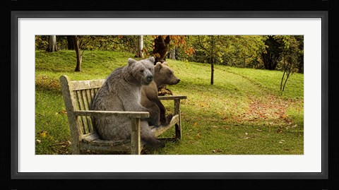 Framed Bears sitting on a bench Print