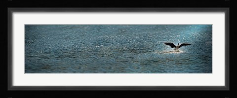 Framed Bird taking off over water Print