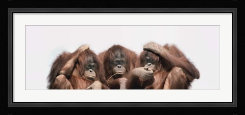 Framed Close-up of three orangutans Print