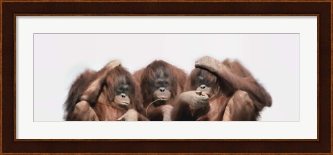 Framed Close-up of three orangutans Print