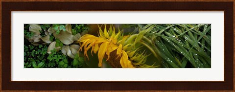 Framed Close-up of leaves with yellow flower Print