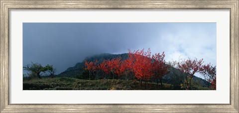 Framed Trees in autumn at dusk, Provence-Alpes-Cote d&#39;Azur, France Print