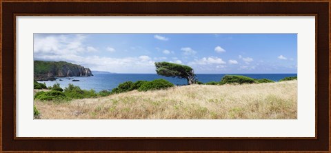 Framed Bended trees on the bay, Bay Of Buggerru, Iglesiente, Sardinia, Italy Print