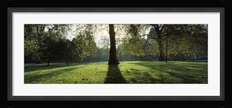 Framed Trees in a park, St. James's Park, Westminster, London, England Print
