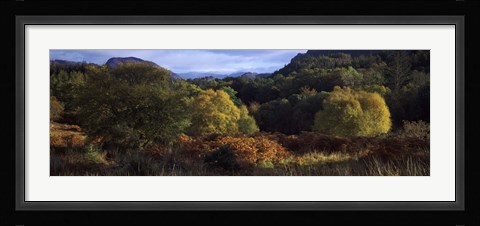 Framed Trees on a mountain, Glen Carron, Highlands Region, Inverness-Shire, Scotland Print