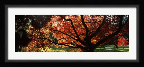 Framed Acer tree in a garden, Thorp Perrow Arboretum, Bedale, North Yorkshire, England Print