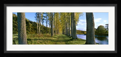 Framed Poplar Treelined at the riverside, River Tweed, Maxton, Newtown St. Boswells, Scotland Print