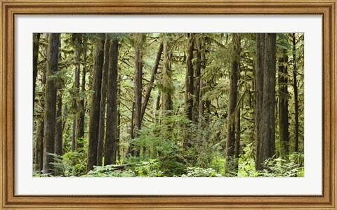 Framed Trees in a forest, Quinault Rainforest, Olympic National Park, Washington State Print