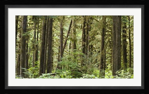 Framed Trees in a forest, Quinault Rainforest, Olympic National Park, Washington State Print