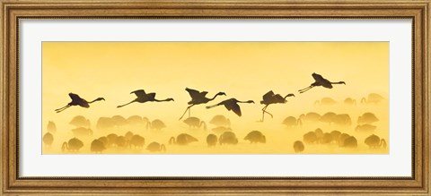 Framed Flamingos landing, Kenya Print