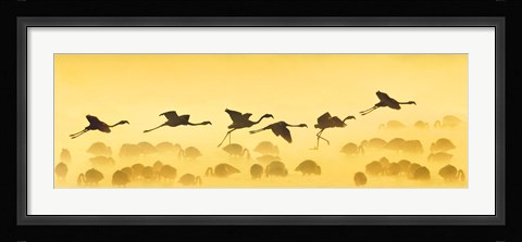 Framed Flamingos landing, Kenya Print