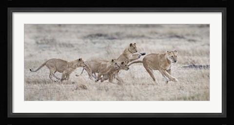 Framed Lioness (Panthera leo) and cubs at play, Kenya Print