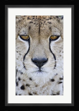 Framed Close-up of a cheetah (Acinonyx jubatus), Tanzania Print