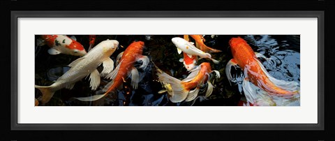 Framed Koi Carp swimming underwater Print