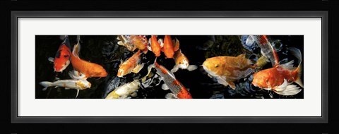 Framed Koi Swimming Print