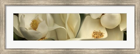 Framed Magnolia Heaven Print