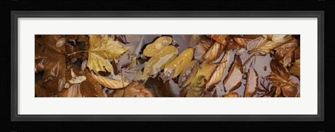 Framed Wet leaves Print
