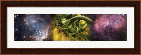 Framed Sunflower in cosmos Print