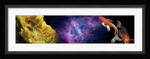 Framed Sunflower and Koi Carp in space Print