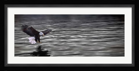 Framed Eagle over water Print