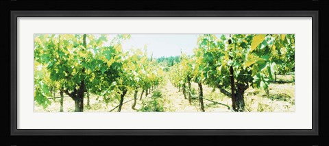 Framed Close up of Vines, Napa Valley, California Print