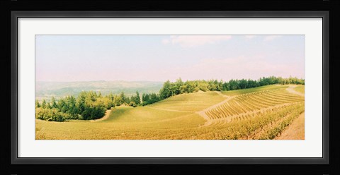Framed Vineyards in spring, Napa Valley, California Print