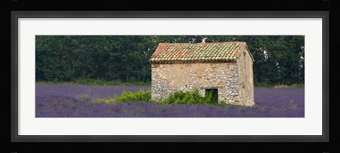Framed Stone building in a lavender field, Provence-Alpes-Cote D'Azur, France Print