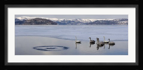 Framed Whooper swans (Cygnus cygnus) on frozen lake, Lake Kussharo, Akan National Park, Hokkaido, Japan Print